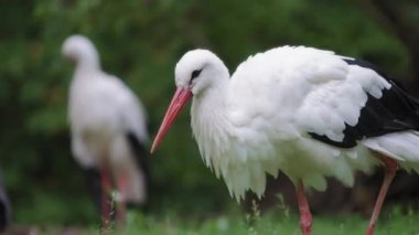 Muhteşem siyah beyaz leylek