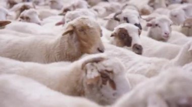 Koyun sürüsü ve keçi sürüsü 