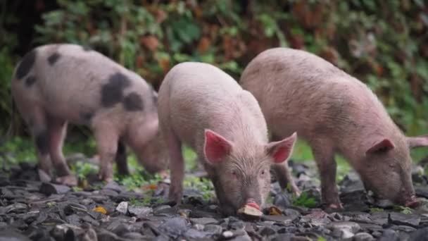 땅에서 먹고 있는 세 마리의 돼지 — 비디오