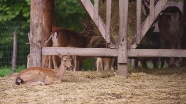 Deers in the city zoo — Stock Video