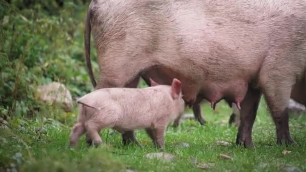 Piglet bebe leche de la madre — Vídeos de Stock