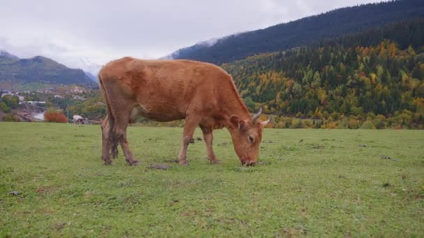 美しい風景に対する野生の牛 — ストック動画