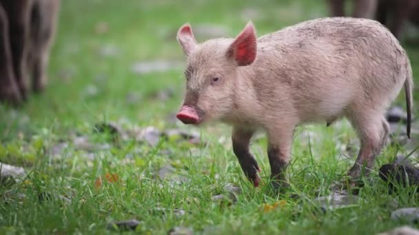 Pequeño lechón en el pastizal — Vídeos de Stock