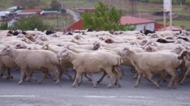 Köyün yanındaki yolda yürüyen koyunlar.