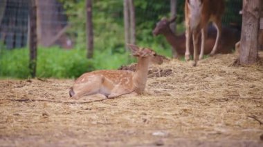 Doe saman dolu yerde yatıyor.