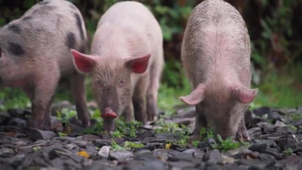 Suinetti carini alla ricerca di cibo — Video Stock