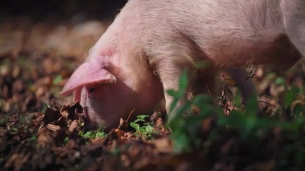 Babi mencari makanan di dalam tanah. — Stok Video