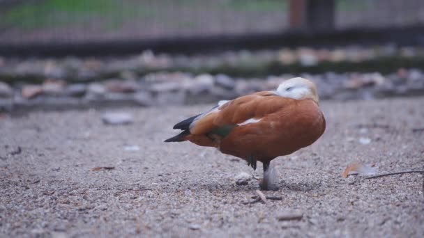 Ruddy bergeend slapen op een voet — Stockvideo