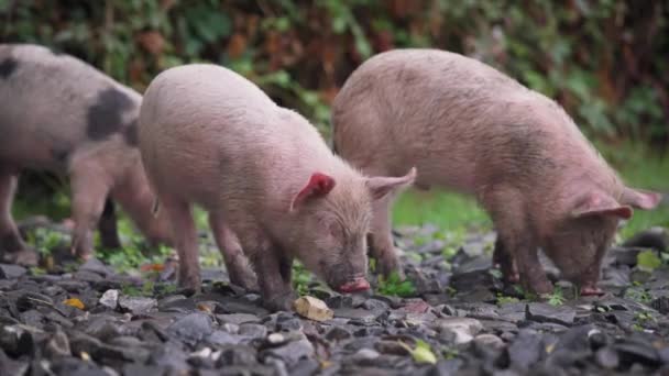 Tres lechones comiendo comida en el bosque — Vídeo de stock