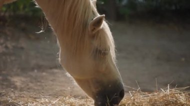 Beyaz at kuru ot yiyor, yaklaşın.