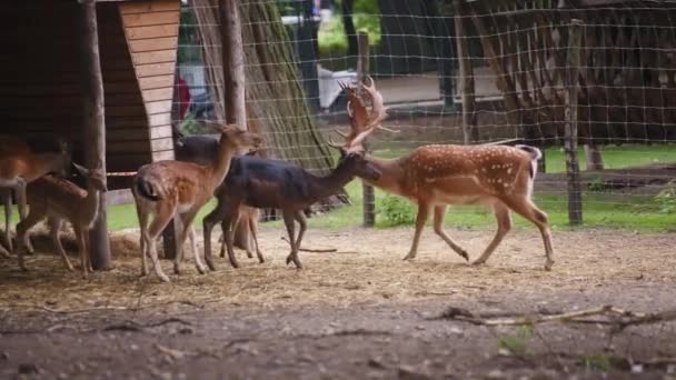 Skupina jelenů krmících se v zoo — Stock video