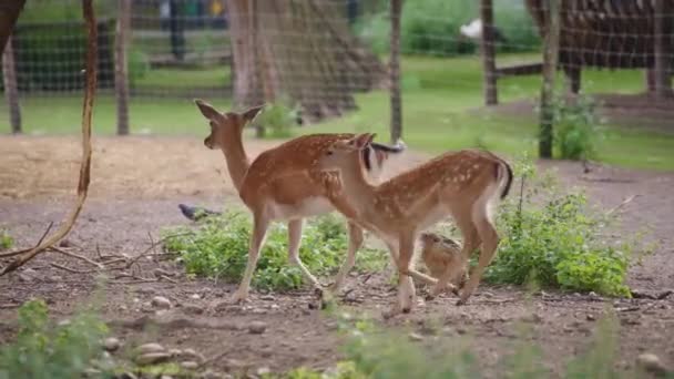 Dos se ejecuta en el zoológico — Vídeos de Stock