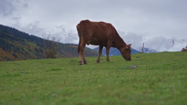 Μια αγελάδα τρώει γρασίδι στα βουνά — Αρχείο Βίντεο