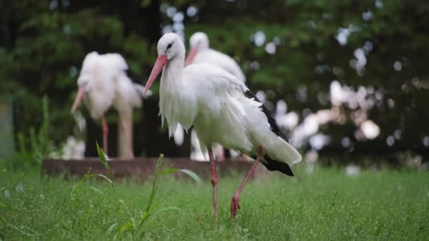 Cicogne bianche nel parco naturale — Video Stock