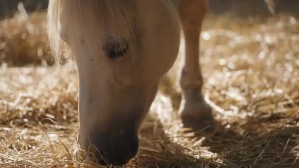 Bella alimentazione del cavallo bianco, da vicino — Video Stock