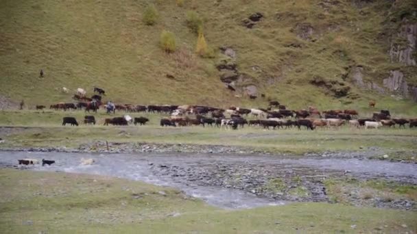 Pastores y rebaños de vacas — Vídeo de stock