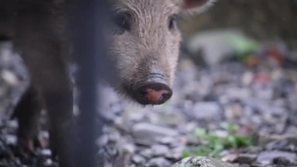 카메라를 찾고 있는 야생 돼지 — 비디오