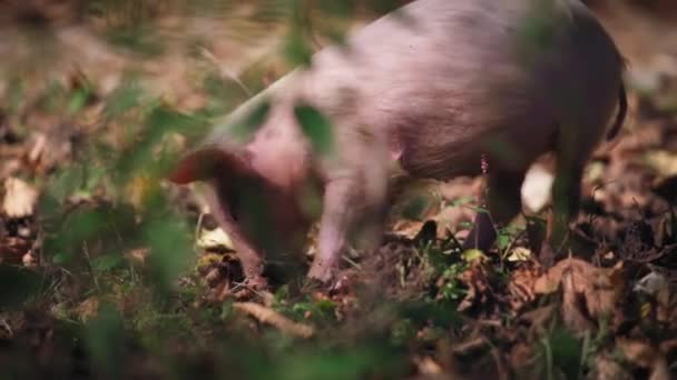 En smågris som letar efter mat i skogen — Stockvideo