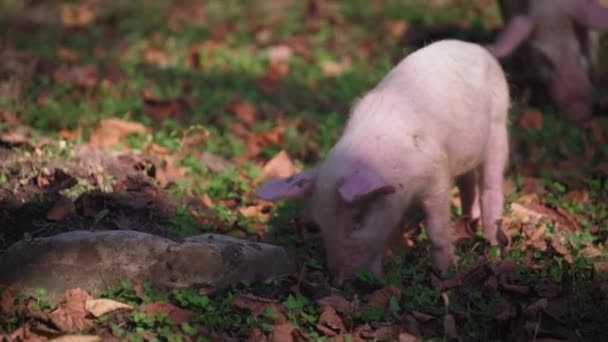 숲 속의 땅에서 먹이를 먹는 돼지 — 비디오