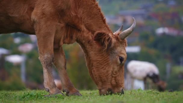 Vaca marrom selvagem comendo grama ao ar livre — Vídeo de Stock