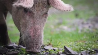 Yerden yemek yiyen bir domuz.