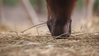 Saman yiyen bir at, yaklaşın.