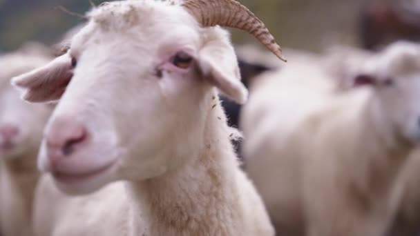 Nahaufnahme weißer Schafe mit kleinen Hörnern — Stockvideo