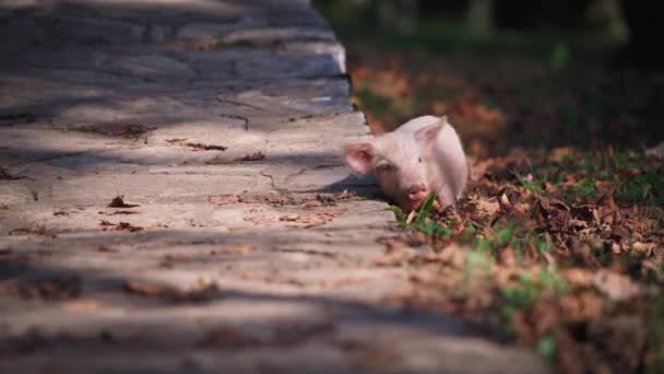 Piglet ξύσιμο στο μονοπάτι — Αρχείο Βίντεο