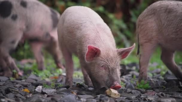 Three piglets eating food — Stock Video