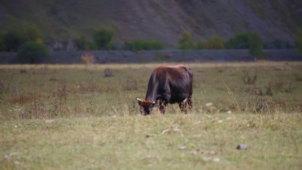 황갈색 소가 목장에서 풀을 뜯고 있다 — 비디오