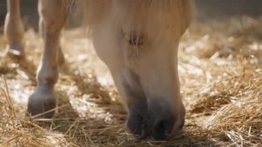 Çiftlikte saman yiyen beyaz at