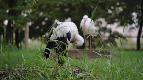 Cigüeñas blancas en el zoológico — Vídeos de Stock