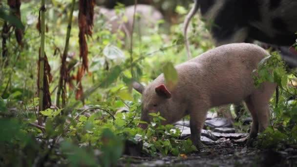 Jovem porco comendo na floresta — Vídeo de Stock