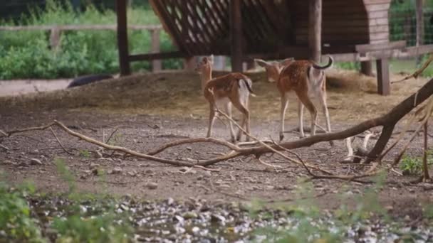 Dos hace caminar en el zoológico — Vídeos de Stock