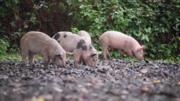 Ferkel fressen Futter im Wald — Stockvideo