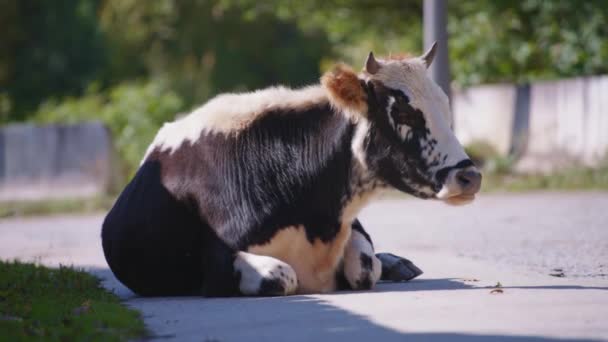 Vaca dormilona acostada en el camino — Vídeos de Stock