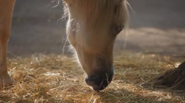 Çiftlikte saman yiyen beyaz at
