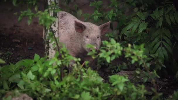 Young pig covered in dirt walking — Stock Video