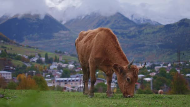 Dzika brązowa krowa pasąca się w górach — Wideo stockowe