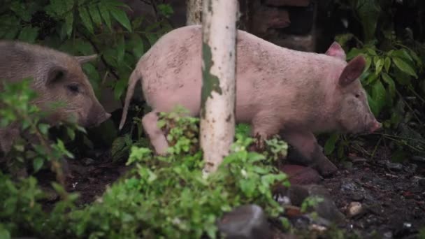 Dos lechones caminando por el bosque — Vídeo de stock