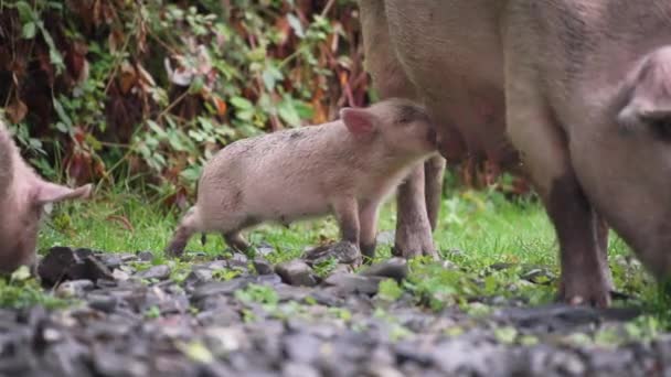 Small pig drinking milk from the mother — Stock Video