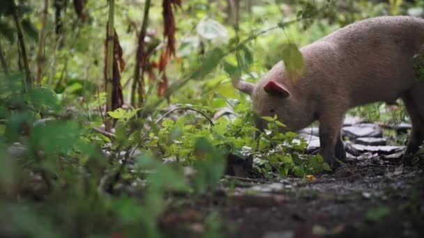 Молодий поросятко їсть у лісі — стокове відео