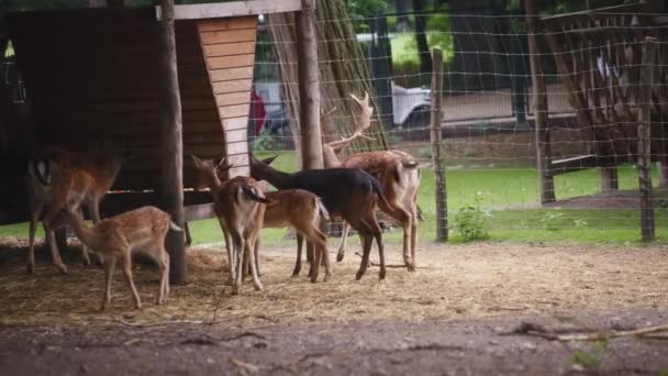 Група оленів, що їдять у міському зоопарку — стокове відео