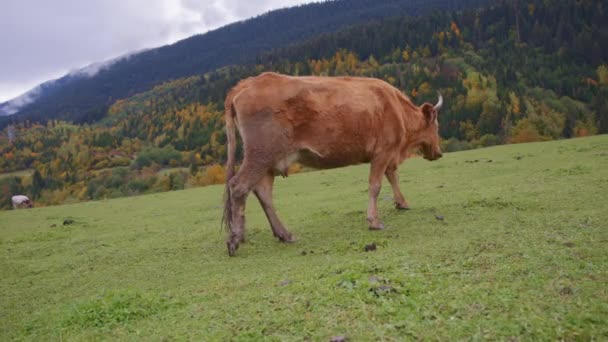 Vaca marrón caminando en el campo — Vídeos de Stock