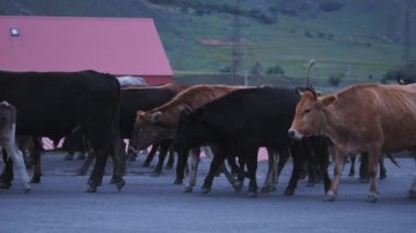 Kırsal yolda yürüyen sığır sürüsü 