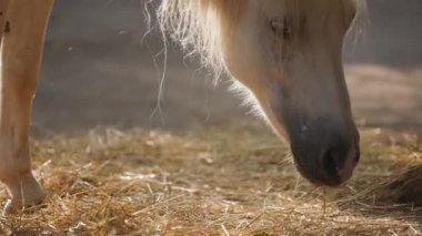 beyaz atın otlatma yakın çekim