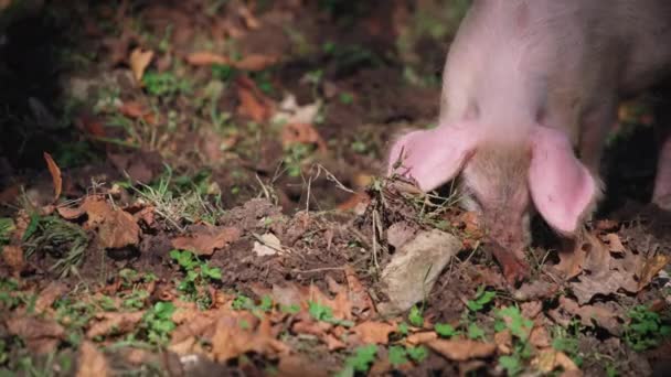 Піглет шукає їжу в лісі. — стокове відео
