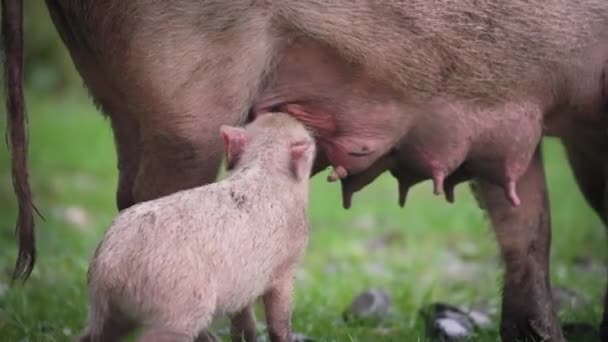 어미 먹이를 먹고 있는 새끼 돼지 — 비디오