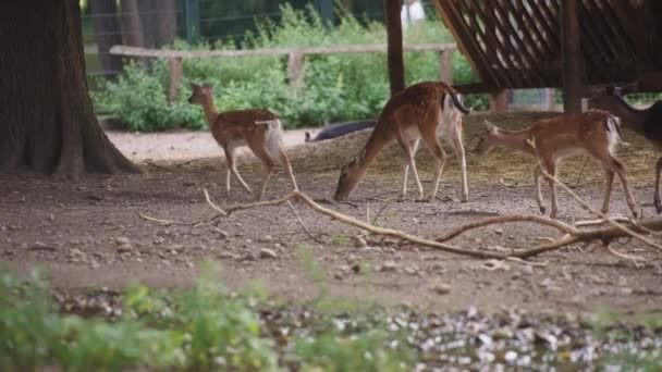 Ciervos jóvenes caminando en el zoológico de la ciudad — Vídeos de Stock