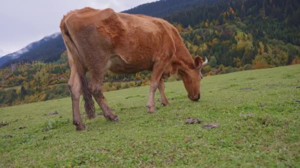 Une vache broutant sur le pâturage — Video